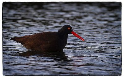 Close-up of duck swimming in water