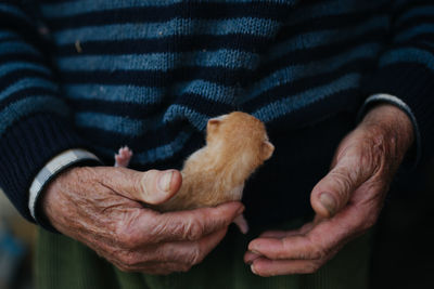 Man holding little kitten. arms closeup.