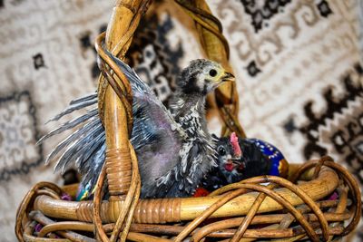 Close-up of birds in basket