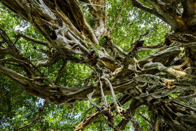 Low angle view of tree in forest