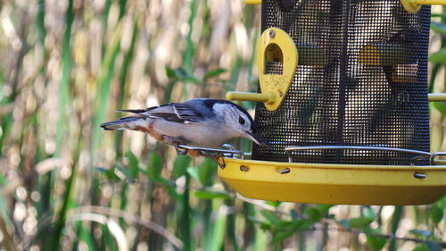 Close-up of bird perching on feeder