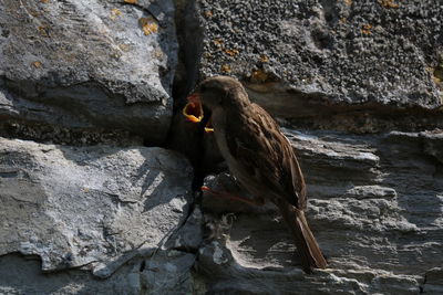 Close-up of bird perching on rock