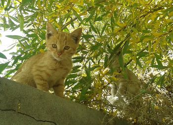 Portrait of a cat