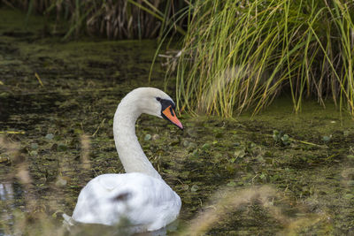 Close-up of swan in lake