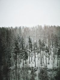 Panoramic view of trees on landscape against sky