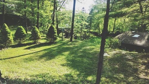 Trees growing in park