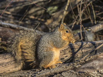 Close-up of squirrel on tree