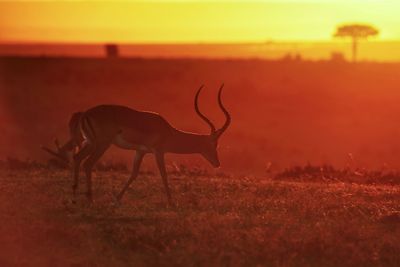 Side view of deer grazing on field during sunset
