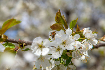 Close-up of white cherry blossom