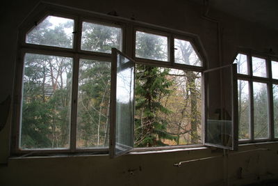 Reflection of trees on glass window