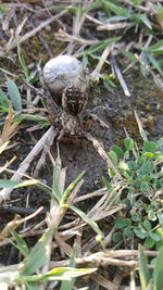 Close-up of grass growing in field