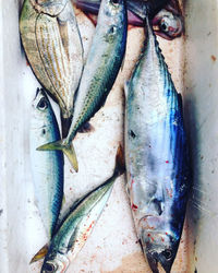 Close-up of dead fishes in container