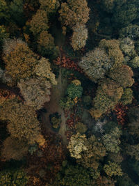 Directly above shot of trees in forest