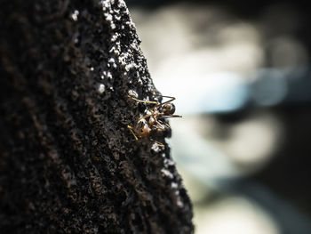 Close-up of butterfly on tree trunk