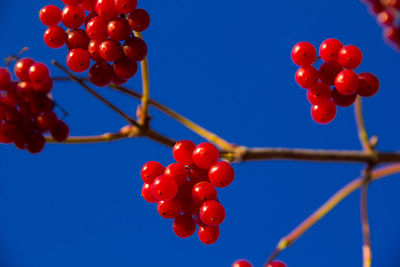 Close-up low angle view of berries on tree