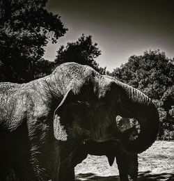 View of elephant on field