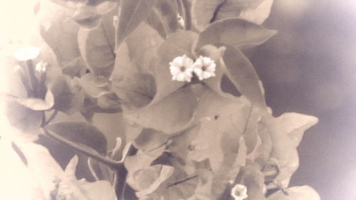 Close-up of flower blooming outdoors