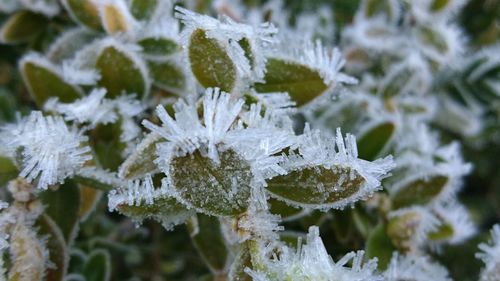 Close-up of white snow on field