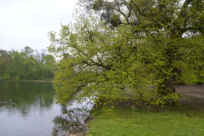 Tree by river against sky