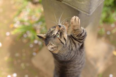 High angle view of cat rearing up on wall