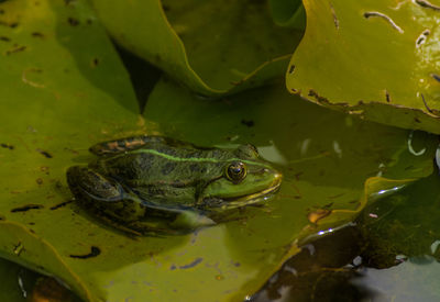 Close-up of frog in lake