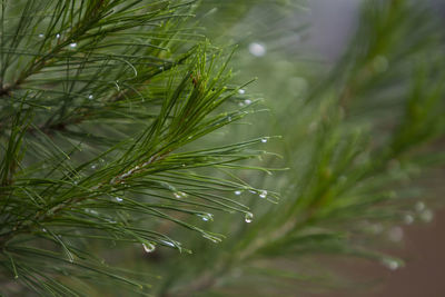 Close-up of wet pine tree