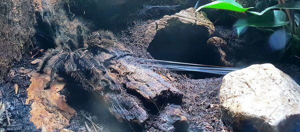 High angle view of crab on rock by sea