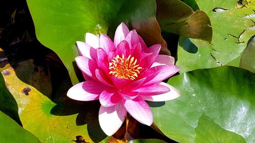 Close-up of pink lotus water lily in pond