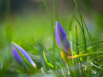 Close-up of crocus blooming on field