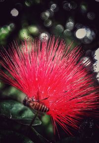 Close-up of red flower