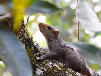 Close-up of squirrel on tree