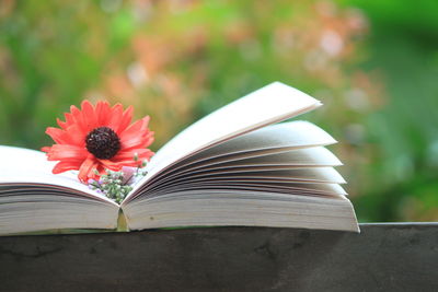 Close-up of flower with book on railing
