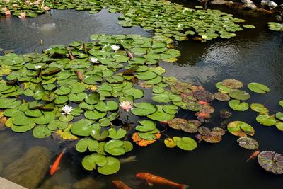 Water lily in lake