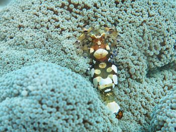 Close-up of coral in sea