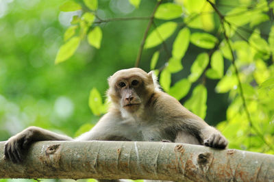 Portrait of monkey sitting on tree