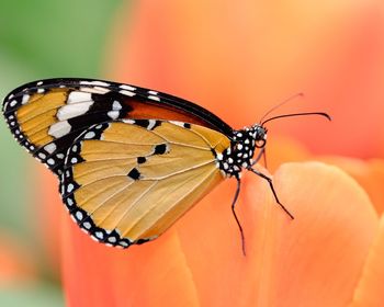 Close-up of butterfly