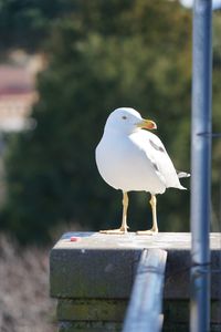 Seagull perching on wooden post