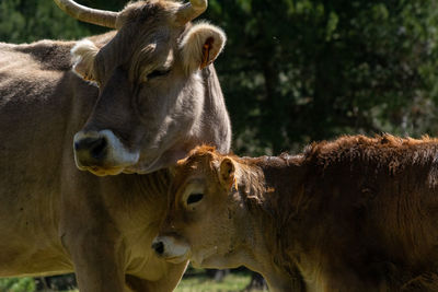 Cows in the land