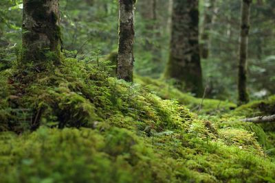 Moss growing on tree trunk