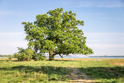 Tree on field against sky