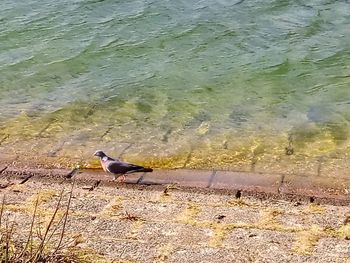 High angle view of bird perching on shore