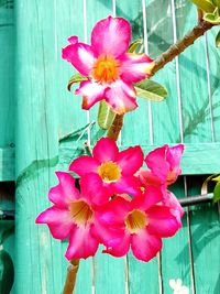 Close-up of pink flowers blooming outdoors
