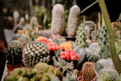 Close-up of flowering plants