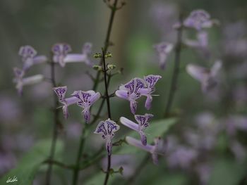 Close-up of purple flowers