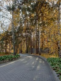 Road amidst trees in forest during autumn