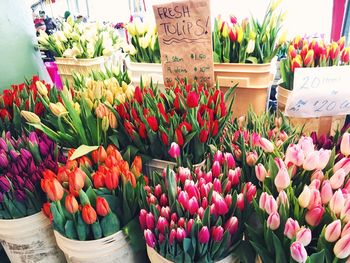 Fresh tulips at flower store