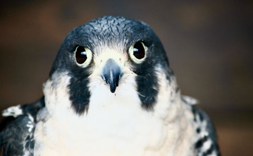 Close-up portrait of a falcon 