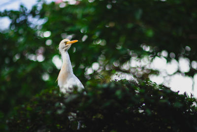 Low angle view of bird on tree