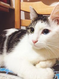 Close-up portrait of cat at home