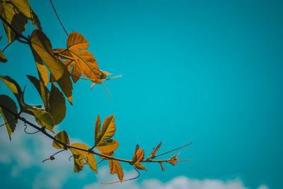 Low angle view of maple leaves against blue sky